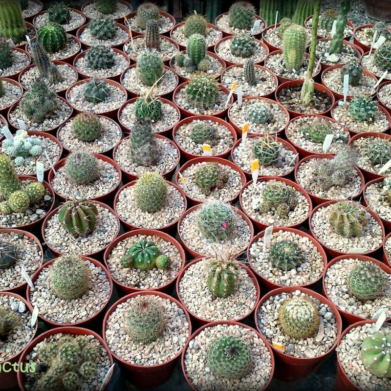 Cactus de colección cecicactus