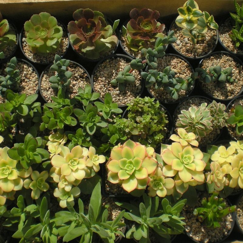 Suculentas cecicactus