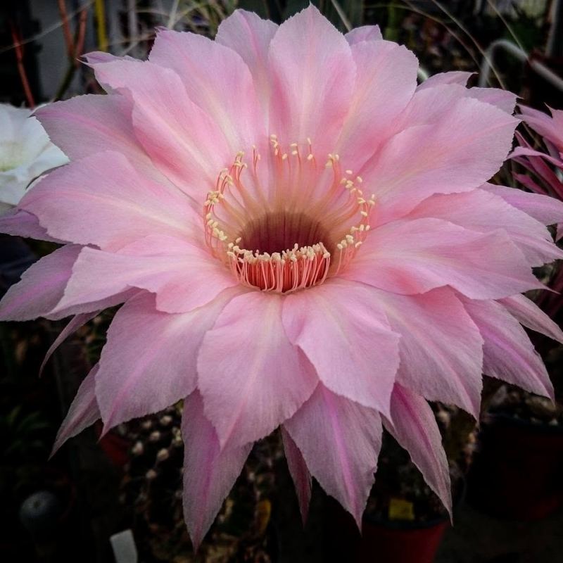Flor de cactus cecicactus