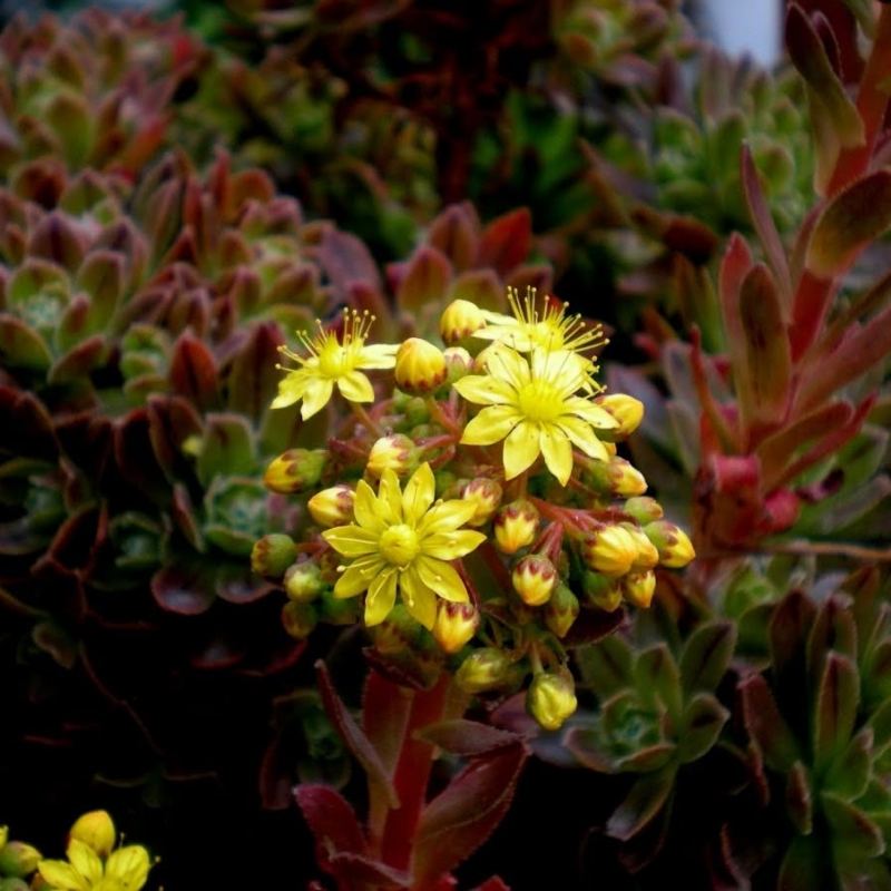 Suculenta florecida cecicactus