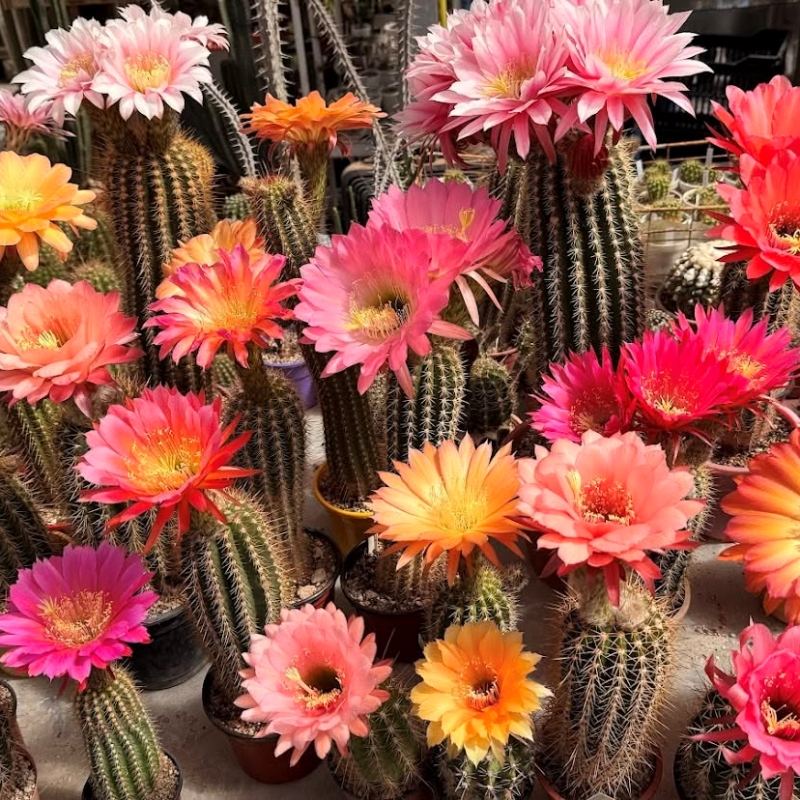 Cactus florecidos cecicactus